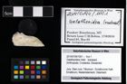 Foto (Objekt + Etikett) von Galatheoidea indet.  (NHMW-GEO-2014-0194-1001)